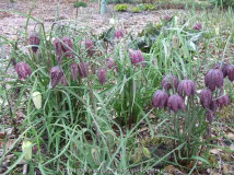 Frittilaria meleagris 2011/04