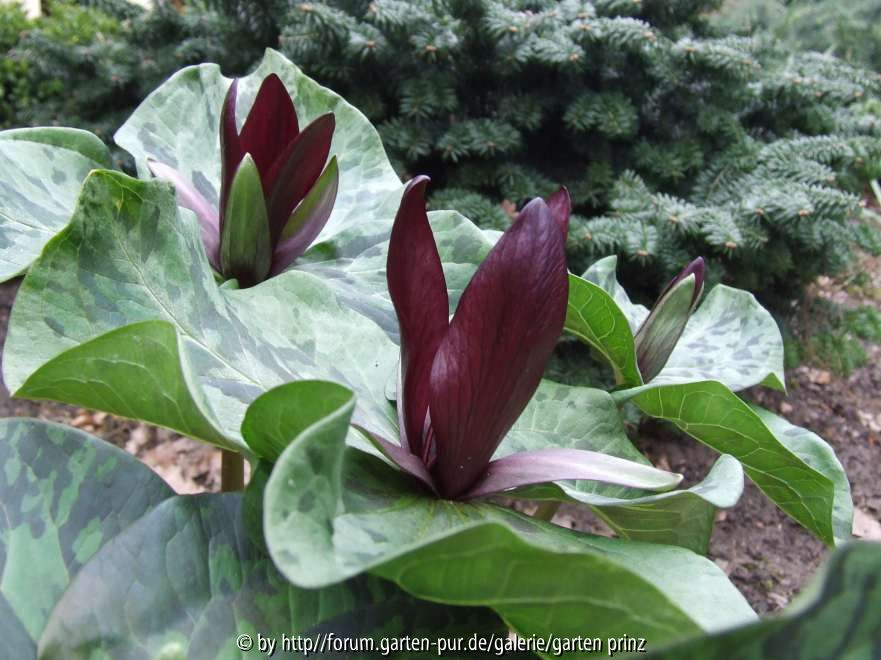 Trillium kurabayashii 2011/03 close-up