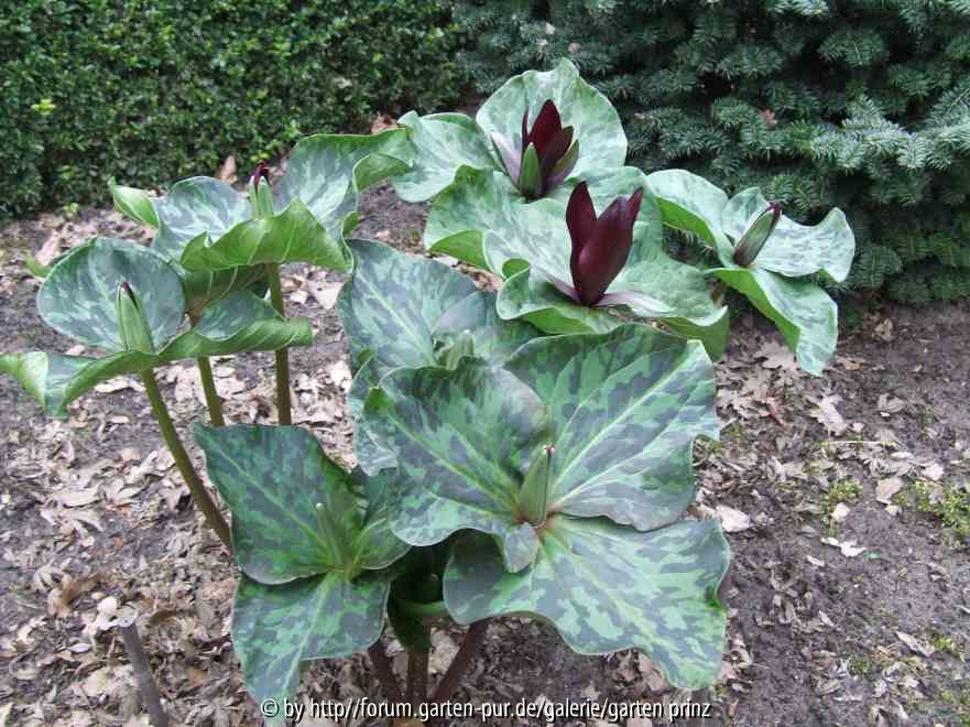 Trillium kurabayashii 2011/03 plant