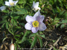 Anemone nemorosa Robinsonia 2011/03
