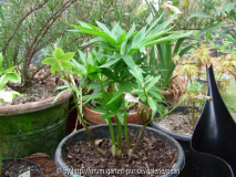 Helleborus multifidus
