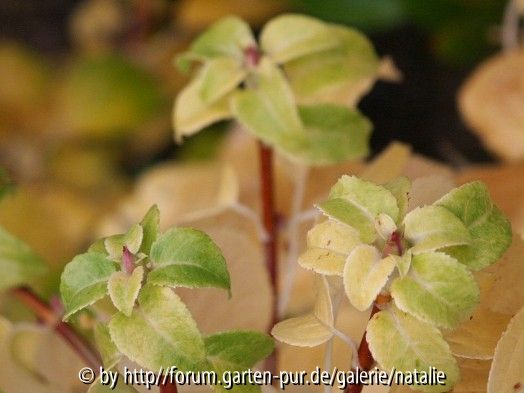 hydrangea petiolaris