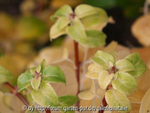 hydrangea petiolaris