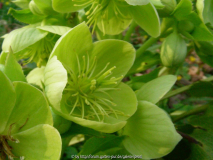Helleborus argutifolius