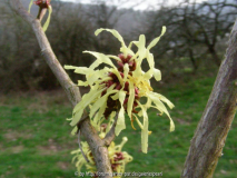 Hamamelis Ende März 2011