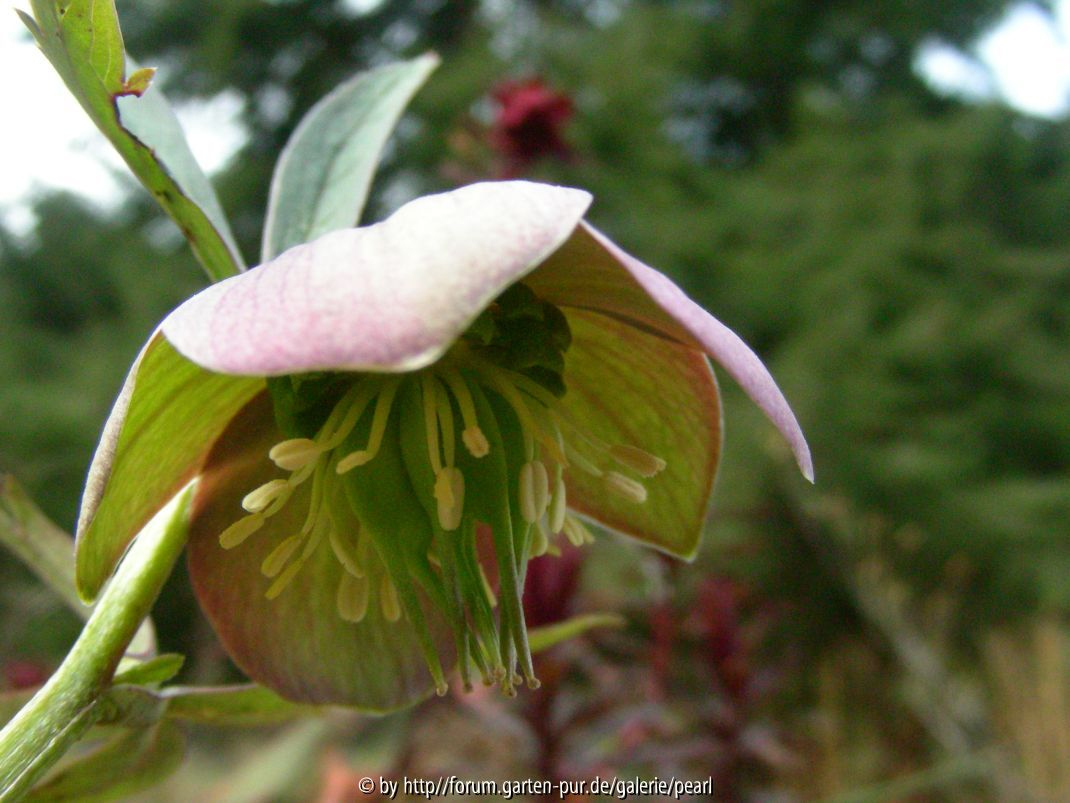 Helleborus torquatus
