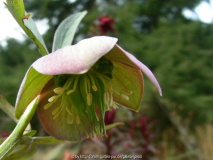 Helleborus torquatus