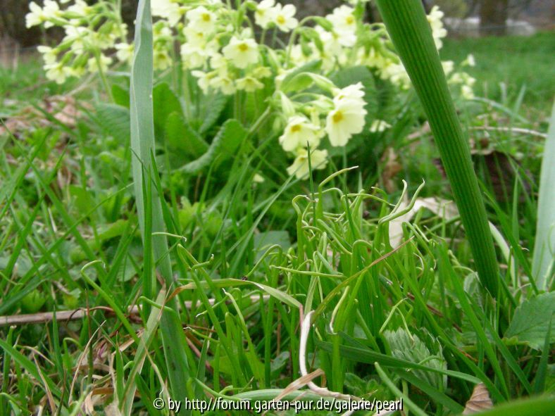 Scilla bifolia Sämlinge