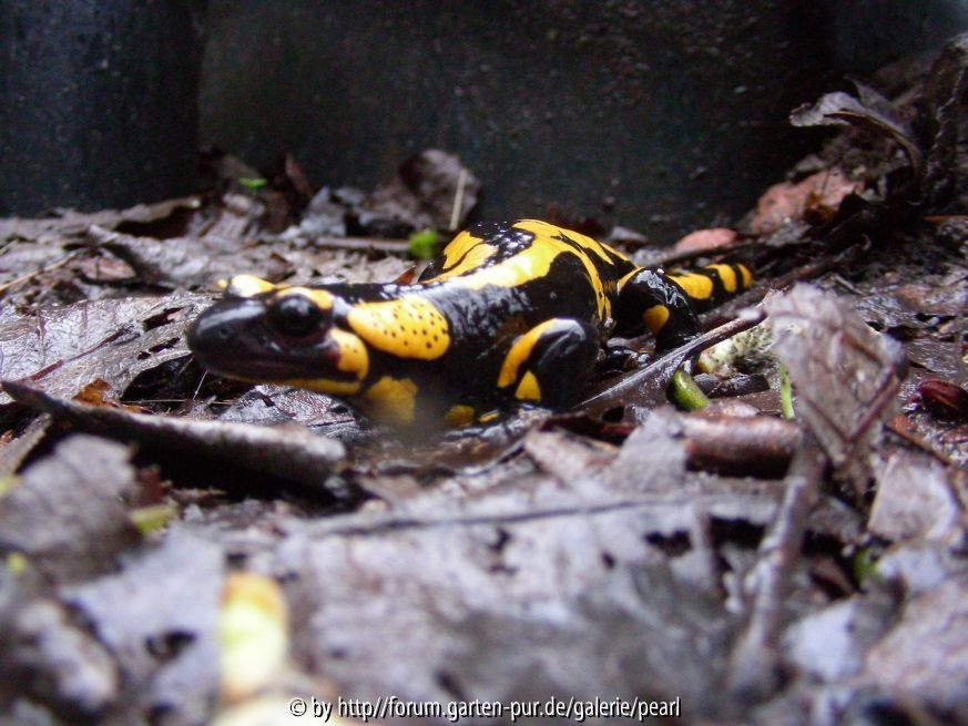 Salamander 2011