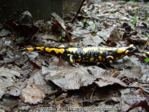 Salamander 2011