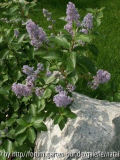Ceanothus