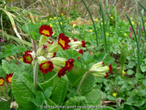 Primula veris Sunset