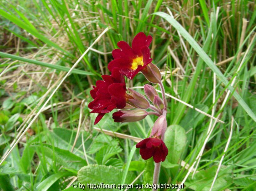 Primula veris Rot