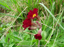 Primula veris Rot