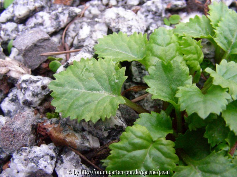 Primula juliae