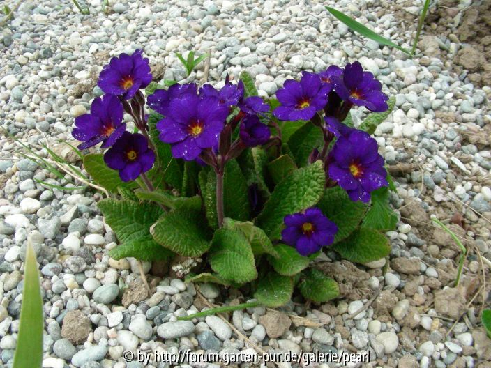 Primula Cowichan Blau