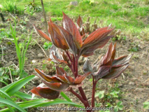 Paeonia Austrieb Mai Fleurie