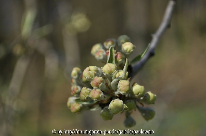 Pyrus salicifolius 1