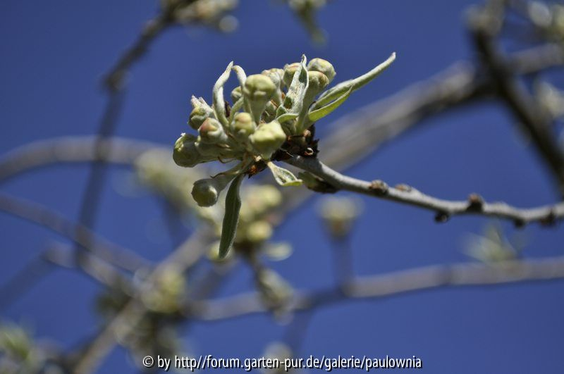 Pyrus salicifolius 2