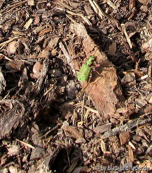 Cicindela campestris