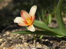 frühblühende Tulpe