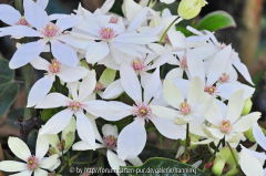 Clematis armandii 'Red Heart'