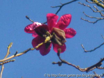 M. sprengeri 'Eric Savill' 3