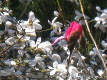 M. sprengeri 'Eric Savill' 1