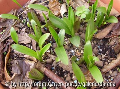 Lilium Edenfire