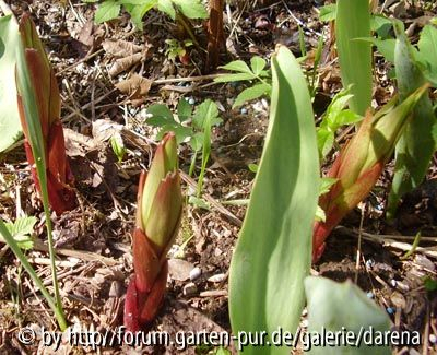 Lilium henryi - Freilandaustrieb