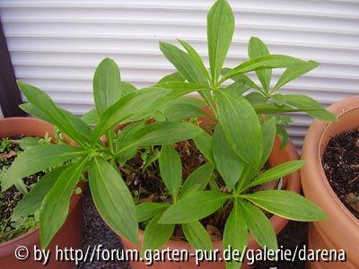 Lilium hansonii