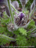 Pulsatilla vulgaris Blüte