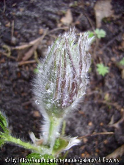 Pulsatilla