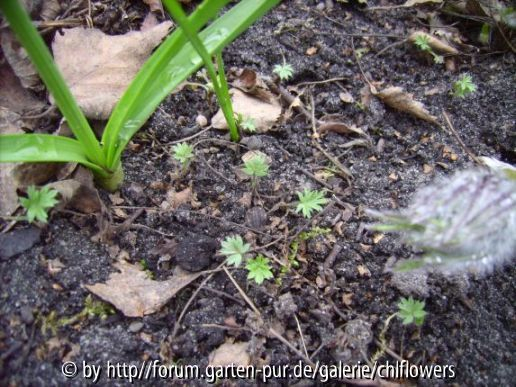 Pulsatilla Kinderstube-2