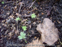 Pulsatilla Kinderstube-1