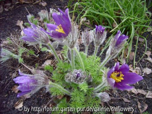Pulsatilla vulgaris