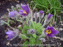 Pulsatilla vulgaris