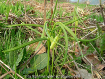 Taglilienquartier Schachbrettblume