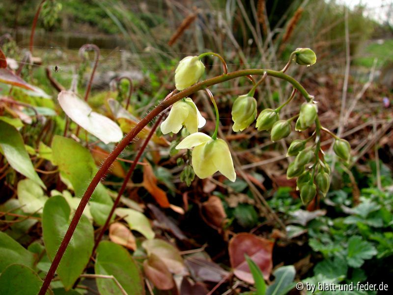 Epimedium sulphureum