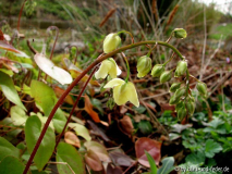 Epimedium sulphureum