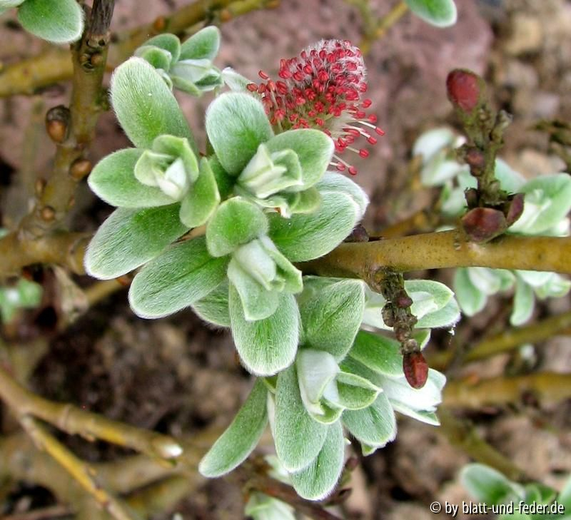Salix helvetica