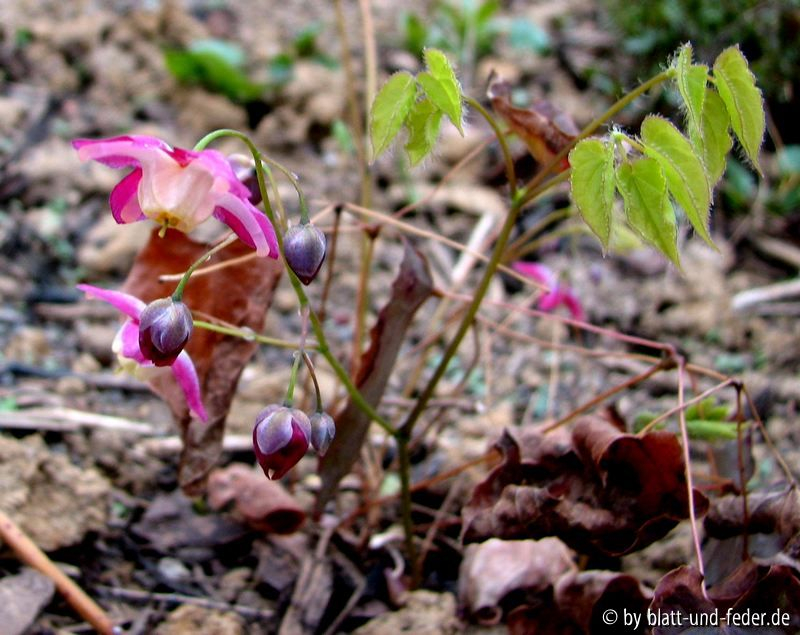 Epimedium rubrum 1