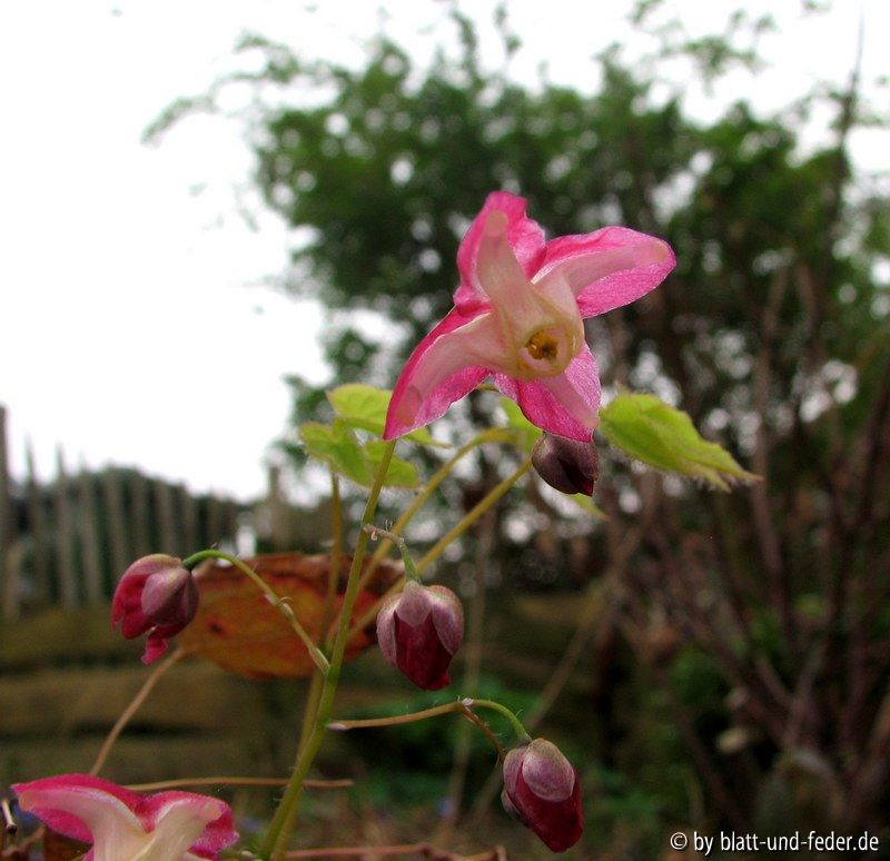 Epimedium rubrum 2
