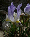 Iris camillae kl.jpg