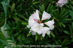 Rhodo1_2008