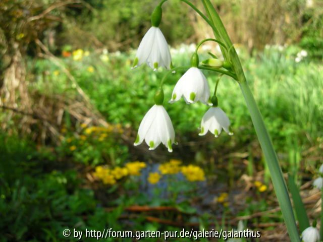 Leucojum aestivum