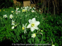 Narcissus 'Queen of the North'