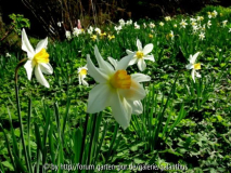 Narcissus 'Lucifer'