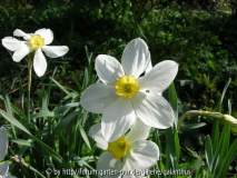 Narcissus'Seagull'