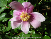 Paeonia morisii Einzelblüte